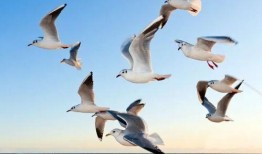 海鸥内饰爆料视频大全最新,视频大全带你领略极致工艺与美学